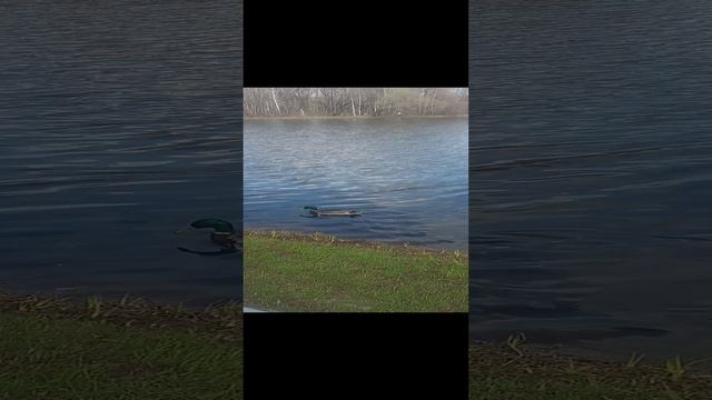 БЫСТРАЯ УТКА НА ПРУДУ В ИЗМАЙЛОВСКОМ ПАРКЕ.