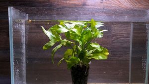 ГИМНОКОРОНИС СПИЛАНТОИДЕС ( Gymnocoronis spilanthoides )