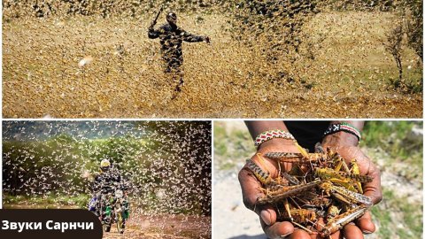 Звуки насекомых | Звук Саранча |Как стрекочет саранча