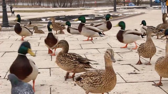 Canon EOS 100D: тест видеорежима смотреть онлайн