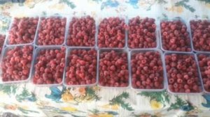 Мой малиновый бизнес