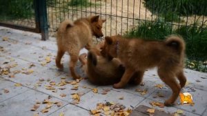 Щенки карело-финской лайки (финского шпица) - помет 22 июня 2021 года