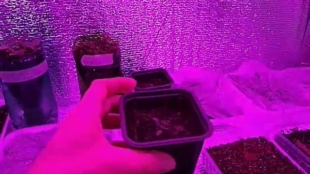 Зимний сад: стеллаж для рассады смотреть онлайн