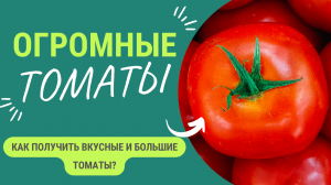 Если хотите такие крупные томаты — это просто! Смотрите что делать