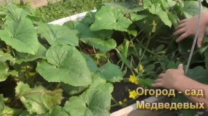 Сорта овощей для огорода, проверенные временем