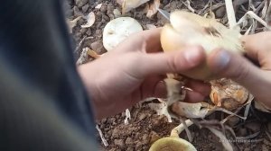 Лук Штутгарт из севка, Ахтубинск 2016