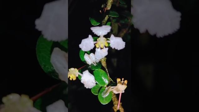 Malpighia Coccigera Bonsai Tree Flowers II Green Life with Sujit Mahanti.