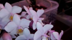 Орхидея Pinlong Cherry, первое домашнее цветение))))