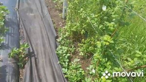 малина на агроволокне .