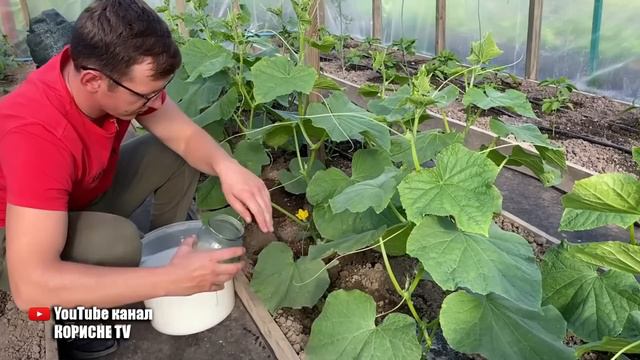 Огірки обожнюють цю білу підгодівлю! Огірки засиплють вас урожаєм раніше терміну