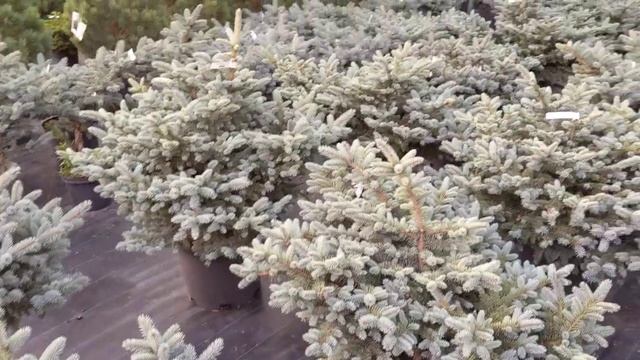 Ель голубая, сербская, обыкновенная и тд. в продаже, обзор часть 2 смотреть онлайн