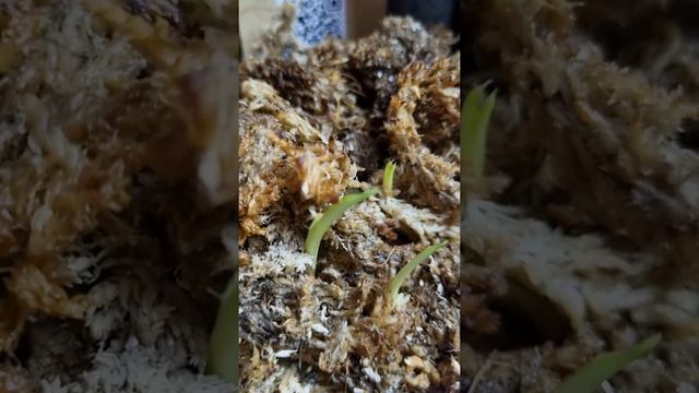 Alocasia, jakie dzisiaj można kupić #rośliny #roślinydomowe #roślinyegzotyczne #roślinydoniczkowe смотреть онлайн