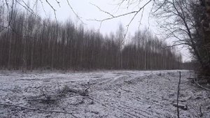 ОХОТА на ЗАЙЦА с РУССКОЙ ГОНЧЕЙ.сезон 2022-2023.