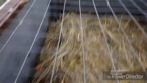 рацион корма для нутрий.