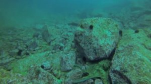 Осменог (Спрут) на глубине 28м Владивосток 2013