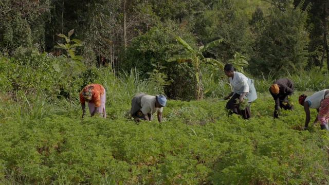 Производство эфирных масел в Кении смотреть онлайн