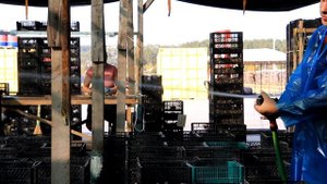 Подготовка улиток перед экспортом/ продажей/ очистка кишечника улитки/ ферма улиток