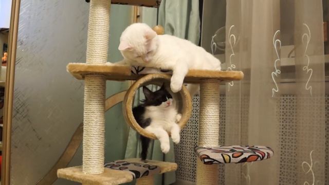 Кот и котенок играют смотреть онлайн