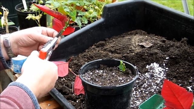 Taking poinsettia (Euphorbia pulcherrima) cuttings смотреть онлайн