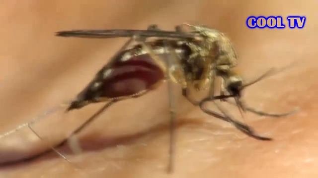 Почему КОМАРЫ пьют нашу КРОВЬ смотреть онлайн