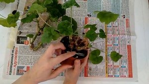 ОБРЕЗКА ПЕЛАРГОНИЙ (ГЕРАНЬ). КАК И КОГДА.