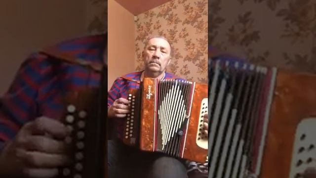 Чайка,черноморская чайка