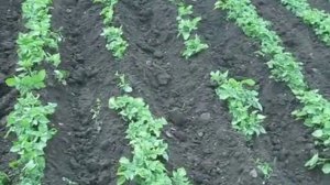 Окучивание картофеля мотоблоком Дончак
