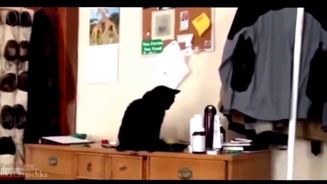 0:01 / 11:40 Приколы С Животными Подборка Смех До Слез! смотреть онлайн