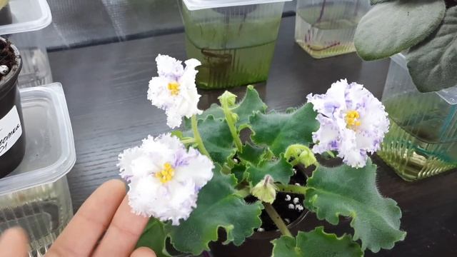 Где быстрее зацветают фиалки? Стеллаж или окно? Готовлю фиалки к весеннему цветению 3ч. смотреть онлайн