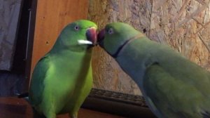 Уроки женской самообороны (ожереловые попугаи)