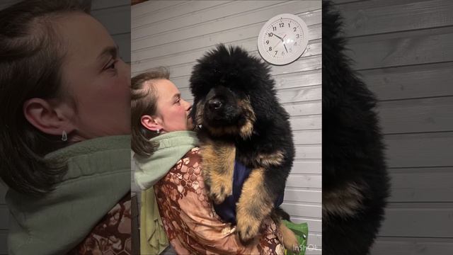 ТИБЕТСКИЙ МАСТИФ ПРОДАЖА ЩЕНКА 89111324532 доставка из СПб смотреть онлайн