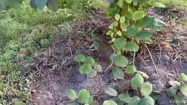 Фундук в БЕЛАРУСИ. ОБЗОР сорт КАТАЛОНСКИЙ ,САЖЕНЦЫ ОТВОДКИ .ЖАРА КАЖДЫЙ ДЕНЬ и ПОЛИВ КАЖДЫЙ ДЕНЬ смотреть онлайн