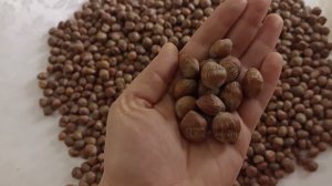 медвежий орех ( турецкая лещина)