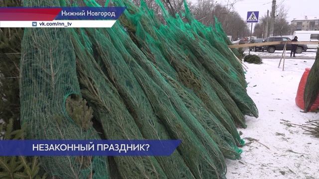 В Нижнем Новгороде выявили первые точки незаконной торговли ёлками
