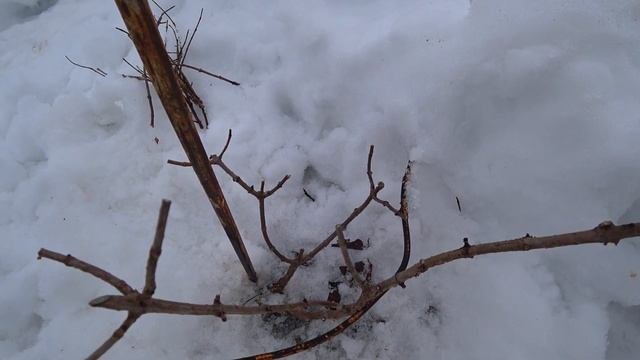 Черенкование метельчатой гортензии.