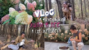 Основная подкормка гортензий ll Ушли с Рейн в лес