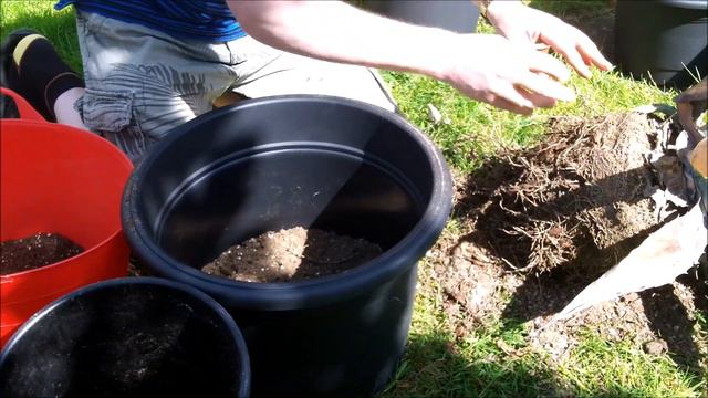 Repotting a neglected Agave смотреть онлайн