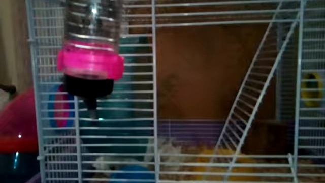 Какое колесо лучше выбрать для хомяка? смотреть онлайн