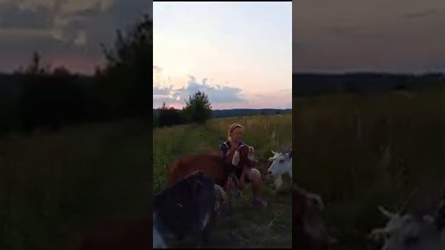 Козострой.Козы воспитывают козла 🐐🐐🐐 ‼️