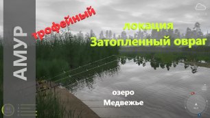 Русская рыбалка 4 - озеро Медвежье - Амур белый трофейный за островом травы