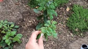 Мои любимые седумы (очитки)