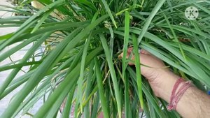 How to care Liriope muscari / Big blue lilyturf