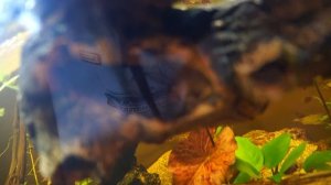 Сом агамикс попался