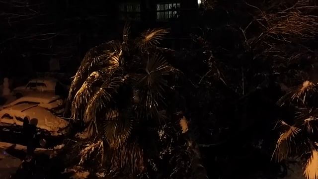 В Сочи дерево упало на автомобиль смотреть онлайн