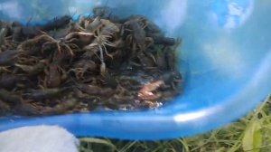 Раки в июне