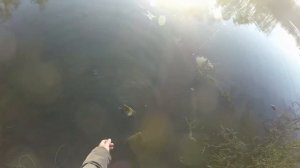 Карась на нахлыст fly fishing crucian