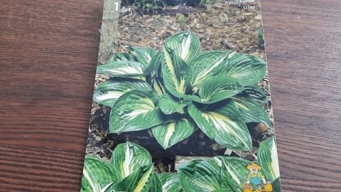 #hosta #Sting #хоста #Стинг / Хоста гибридная Стинг(лат.hosta hybridum Sting ). Достоинства растени