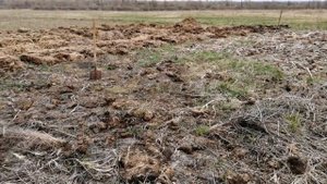 Садим тыквы в навозные кучи.