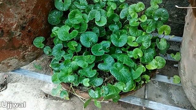 My healthy Centella asiatica / Gotu kola / Thankuni pata ( Grow on rooftop ) смотреть онлайн