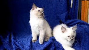 Продаются котята породы Рэгдолл